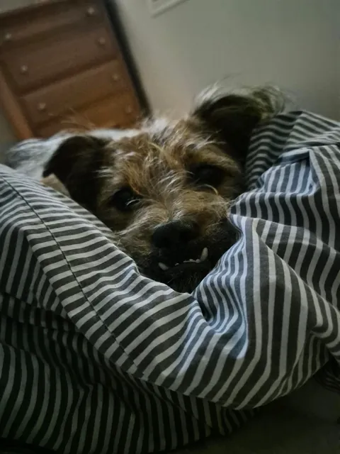 This is Chopper. He's new here, a street dog rescued from Korea.