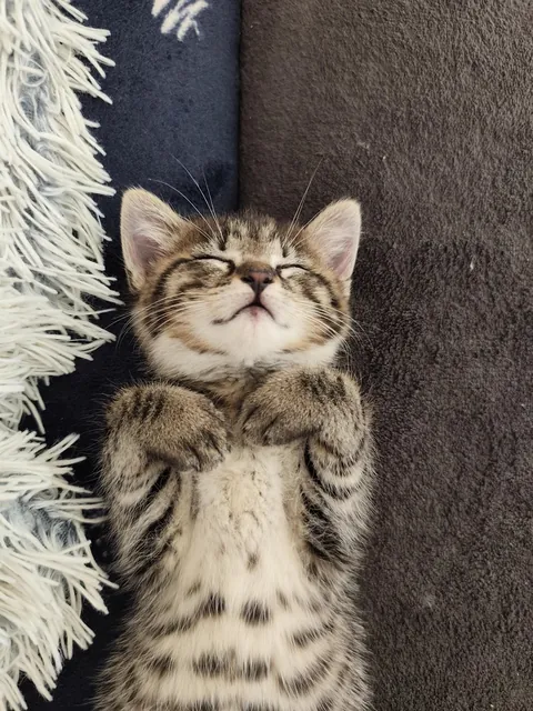 I had to wait 29 years to get a pet, here's Bast, my darling, sleepy baby