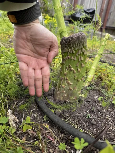 Fasciated asparagus, one week update