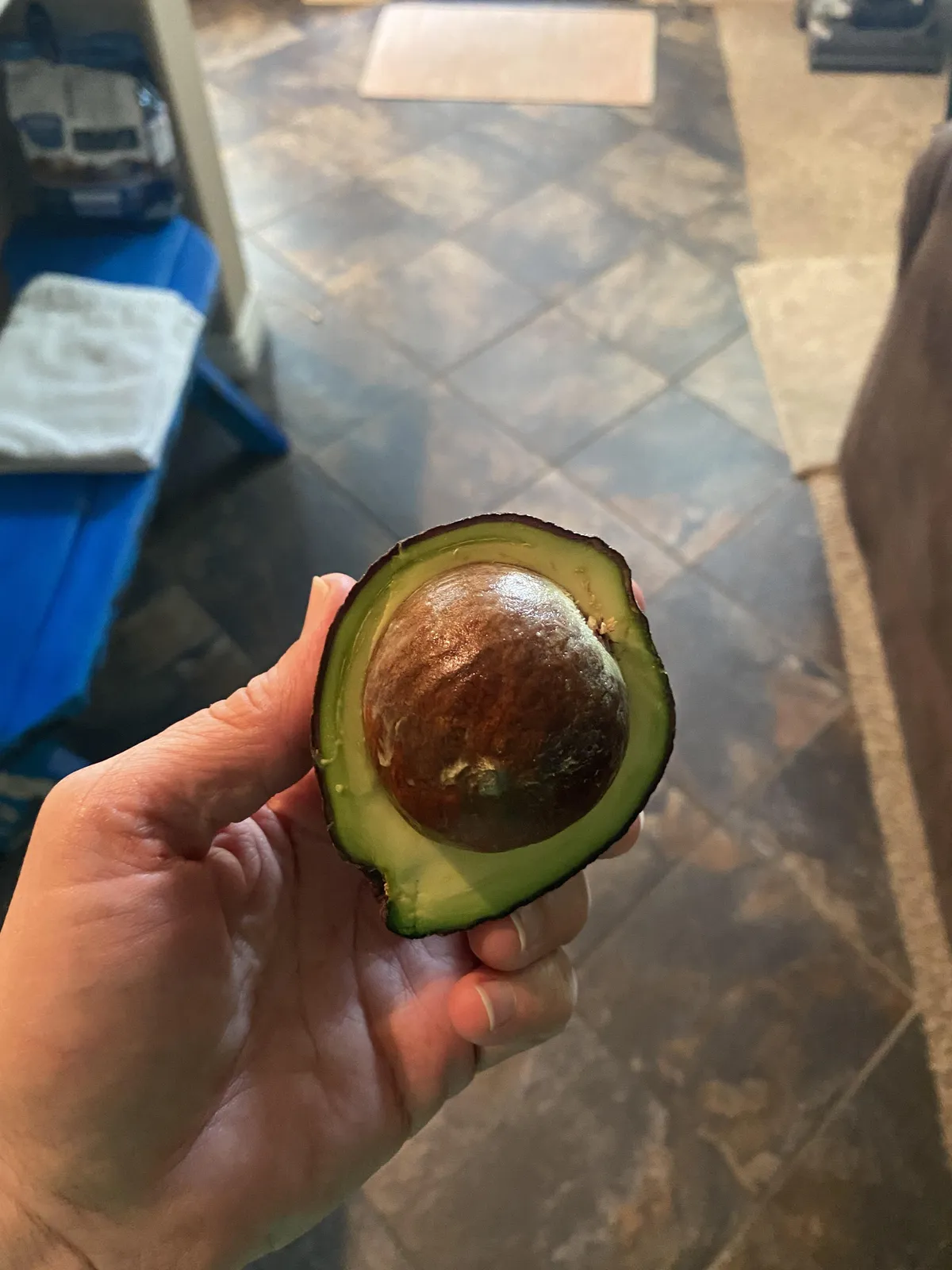 The seed to fruit ratio of this avocado