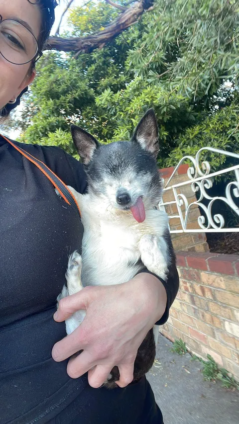 I think my 12 yo chihuahua with no eyes - macaroni is interesting af