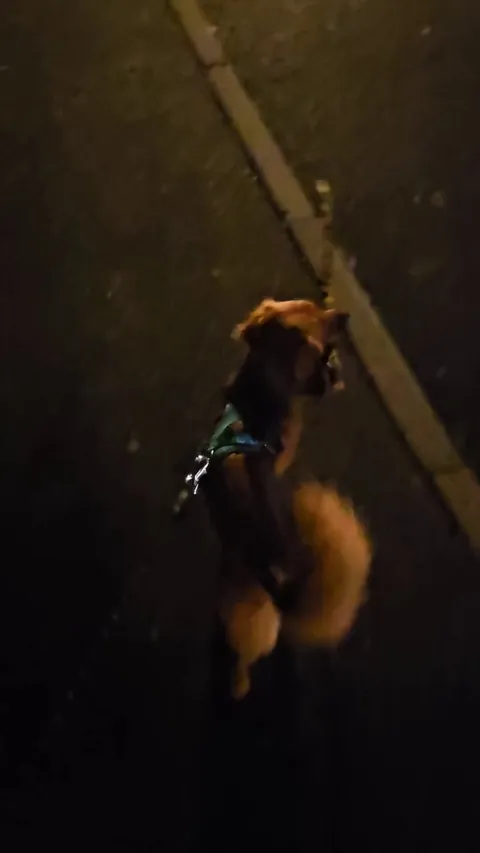 Kevin was super proud of this stick he found and carried it for the entire walk