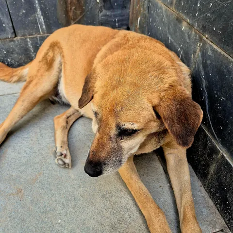 Ms. Daisy is our old local lady - swipe to greet her (I do every morning)