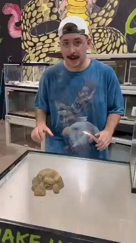 A leucistic monocled cobra