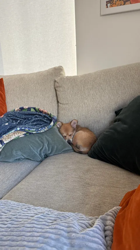 This is Fiona. Our newly rescued smol fox pom