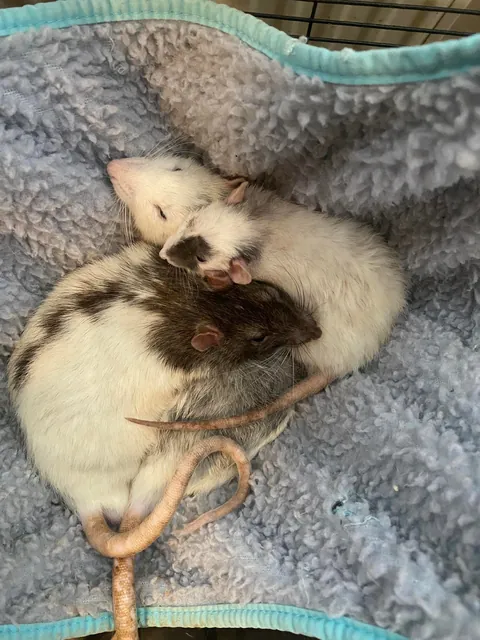 Meet Bean, the best dwarf rat in the world! (1,5yo)