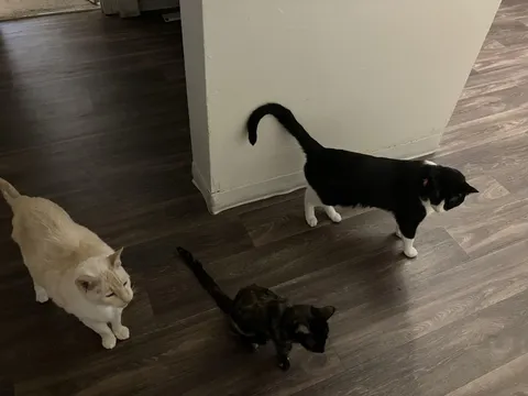 Homecoming-I went away for 3 days and as soon as I walked in the door..