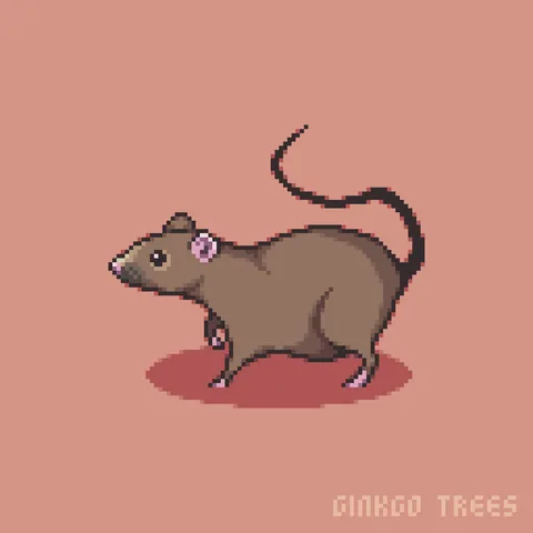 Rat Study