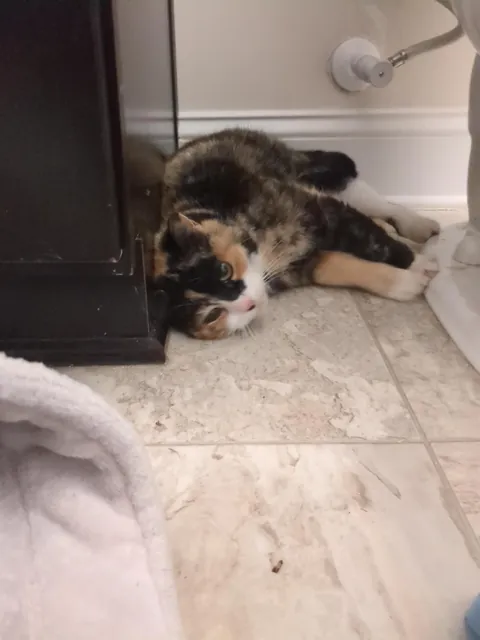 Stray girl has come SO FAR! From hiding to cuddling!