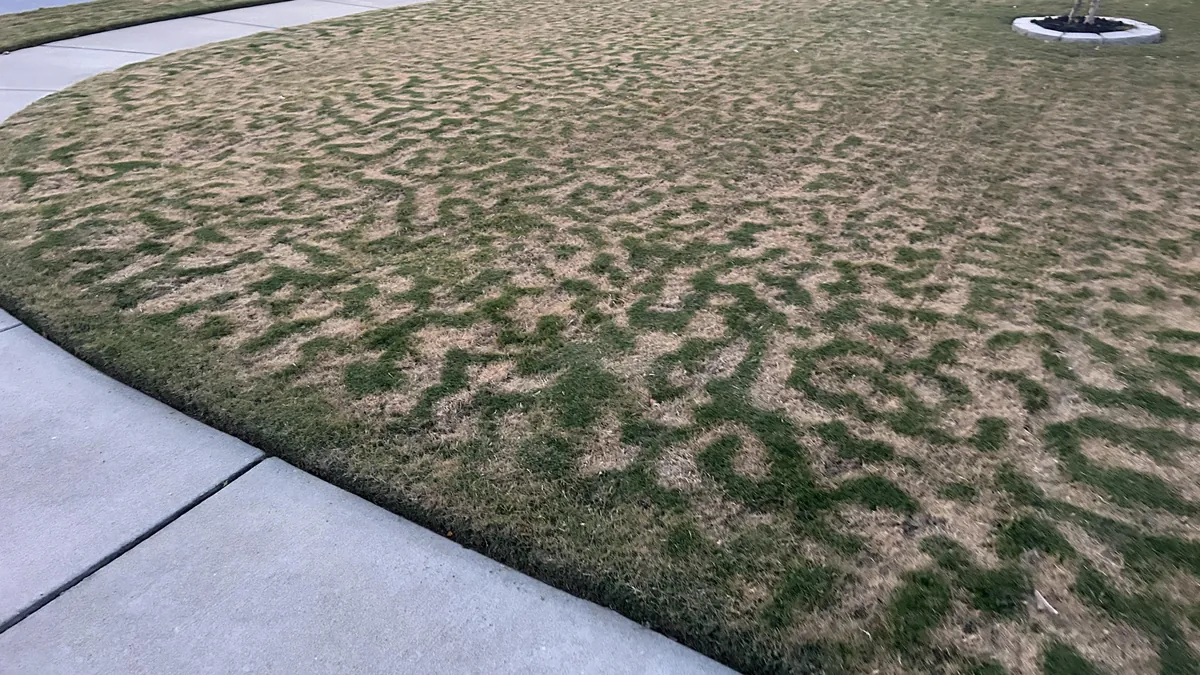 Grass dying in a pattern
