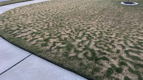 Grass dying in a pattern