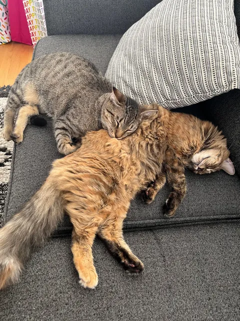 These babies just survived a children’s birthday party at their house.