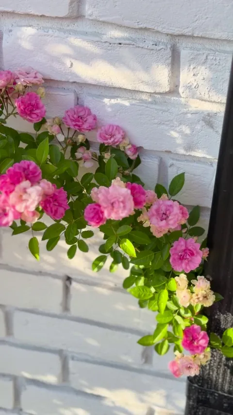 My climbing roses are having a moment