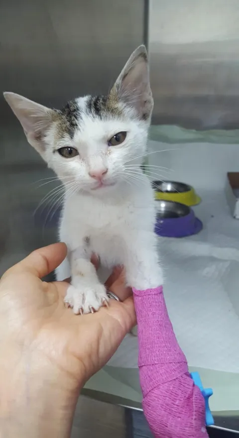 My rescue, Teeny, after a successful surgery.