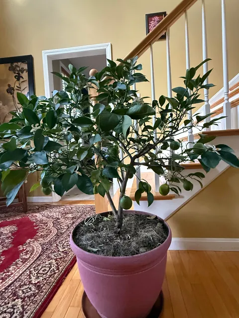 My 12 year old Meyer Lemon in New England