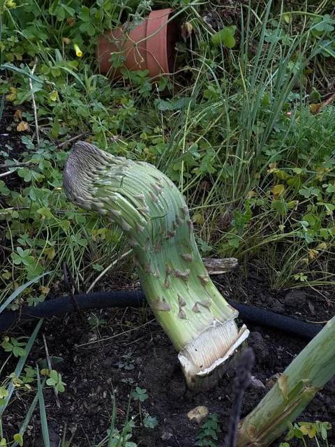 Fascinated asparagus, two week update