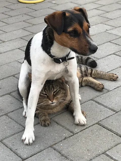 She has a whole farm where she can sit anywhere, yet she chooses to sit on the cat time and time again