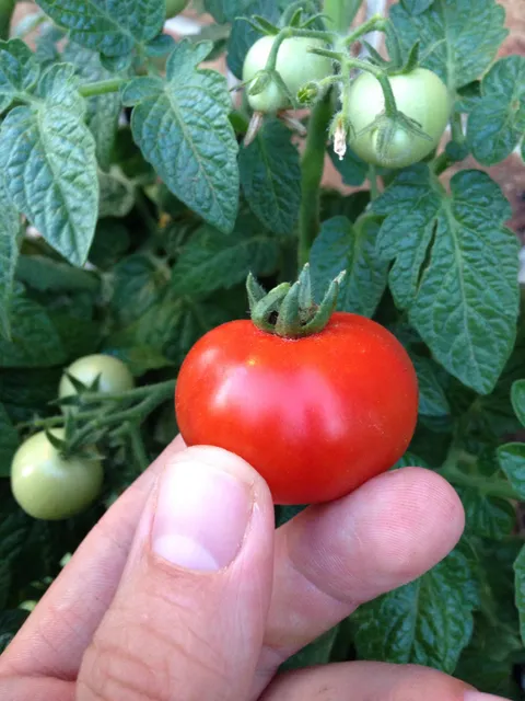 The best taste in the world is a tomato, fresh off the plant, when it's still warm from the sun. That color <3