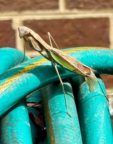 Happy Thursday from my pollinator garden!