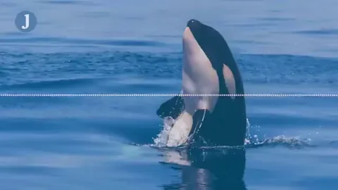 Some orcas can mimic human speech and say some simple words.