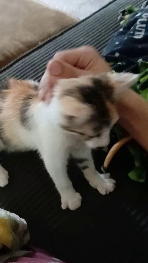 From being terrified and running into the bushes at the sight of us, to making biscuits for hours... lil baby experiencing love for the first time