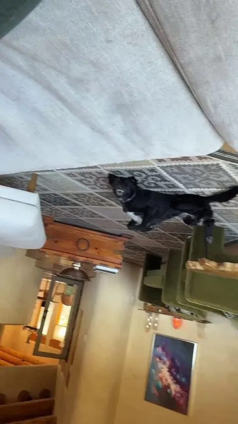 My wife sent me this video right-side up, but then I realized it was way funnier upside-down