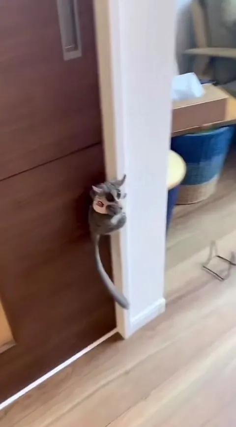 Galagos jumping around and having fun