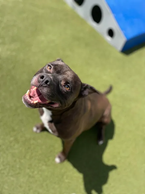 Jean-Luc prevented a home invasion! Give him all the treats now plz