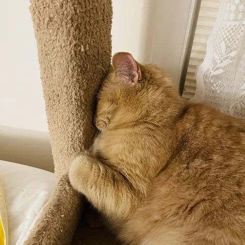 Anyone else’s cats smush their faces against things as they nap?