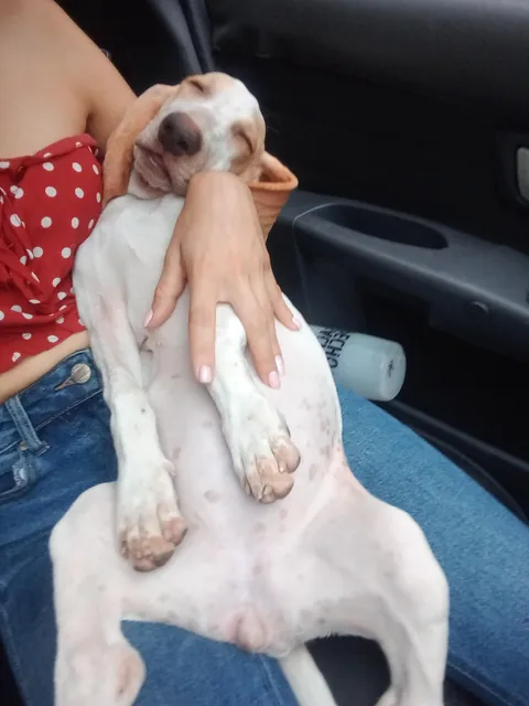 Una perrita muy pequeña, blanquita y traviesa, con complejo de bebe humano. Apenas se sube al carro y ya se duerme.