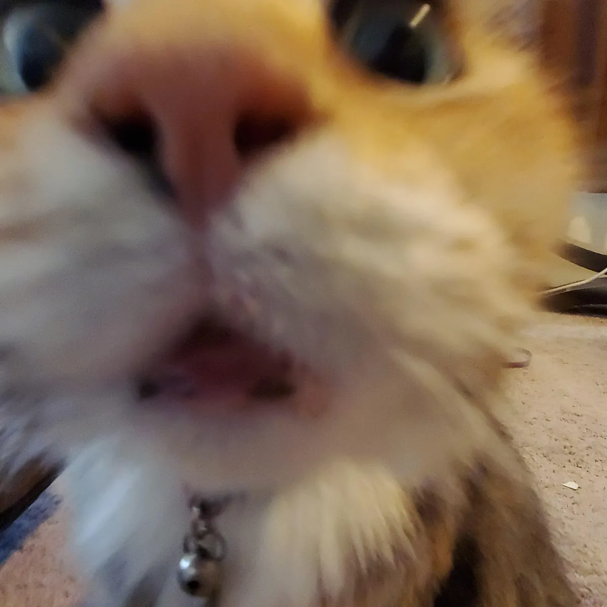 Tribute to Buster - we adopted her as a kitten 17 years ago and had to say goodbye today. She loved naan and croissants and stickers and her mortal enemy was the Xbox disc tray. She was always our babycat.