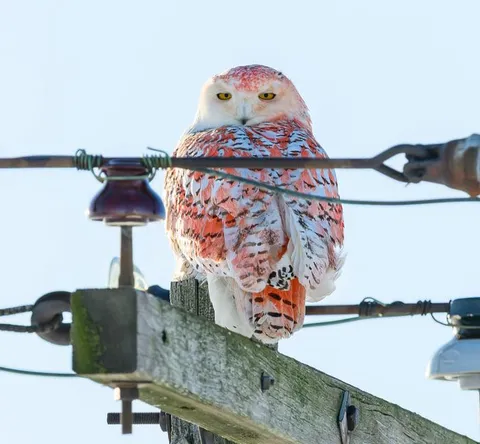Snowy Owl spotted in Michigan