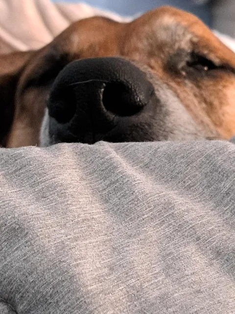 Slept in, forgot to feed the boy, woke up to this.