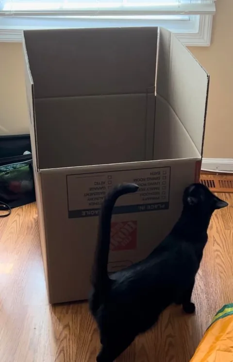 Is my cat fat or just big??