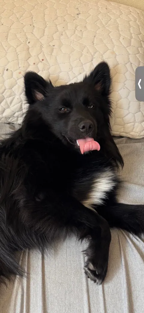 The many faces of a goofy 1 year old Australian Sheppard / American Eskimo (Auskimo?)