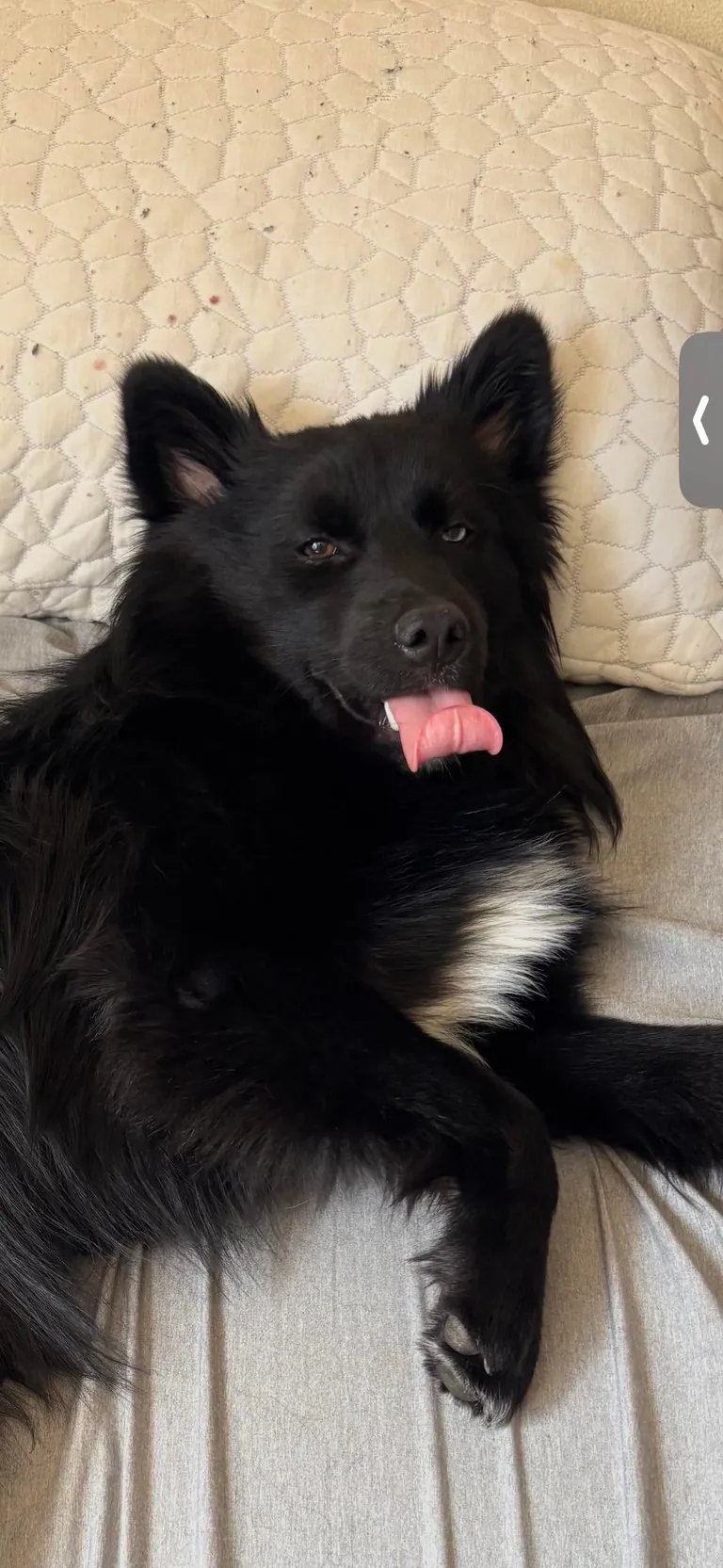 The many faces of a goofy 1 year old Australian Sheppard / American Eskimo (Auskimo?)