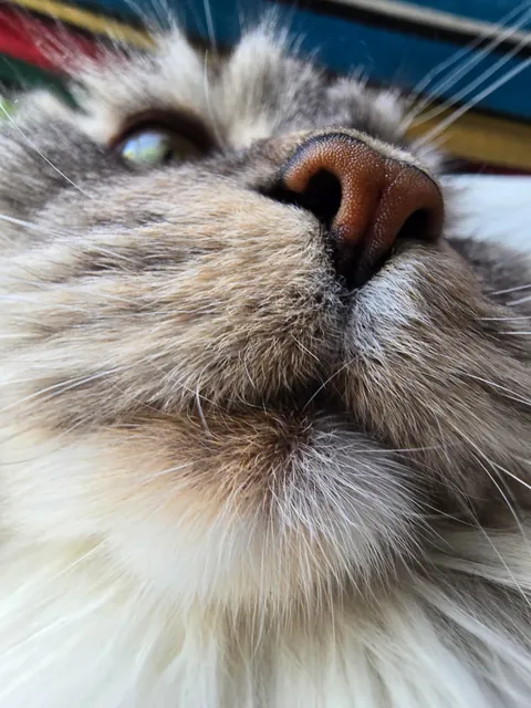 Is it okay to only send these types of pictures if you catsit?