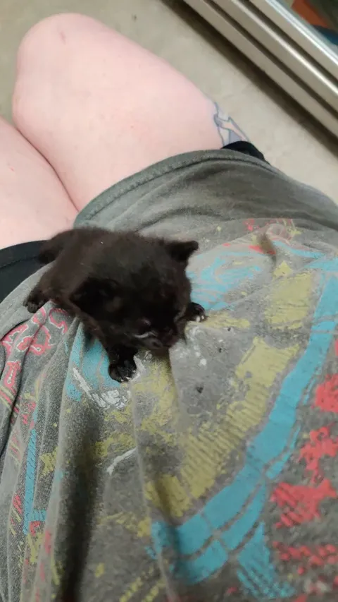 Meet Pinto Bean - my friend's newest foster girl