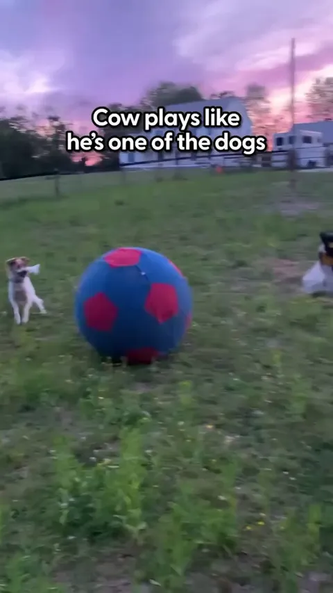 Dog Befriends And Plays With A Cow