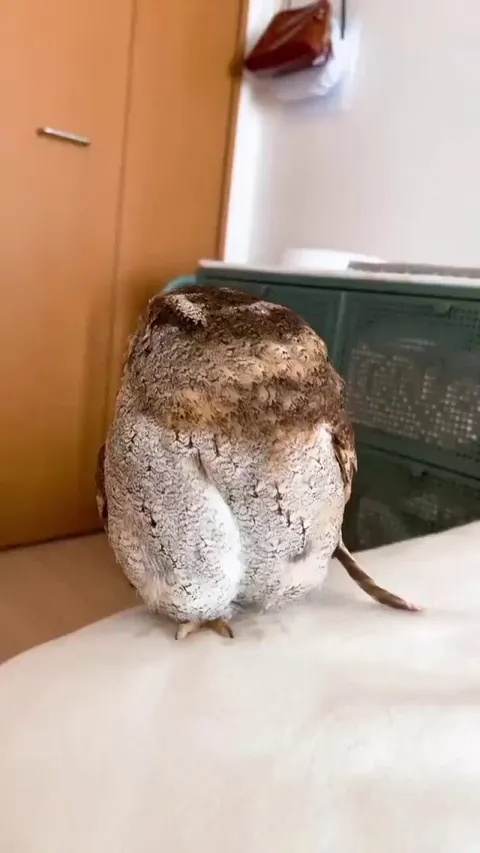 Using Owl feathers to pet an owl