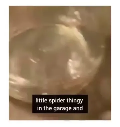 Spiders can see the “ invisible “ laser used in iPhone cameras!