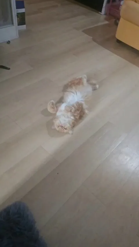 The belly isn't always a trap