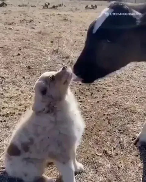 Knocked over by the cows affection.