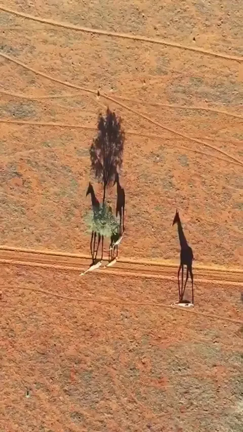 A drone captures the shadows of the giraffes