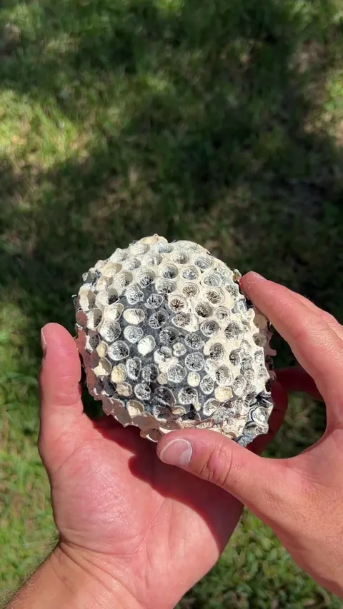 Coral geode I found and polished