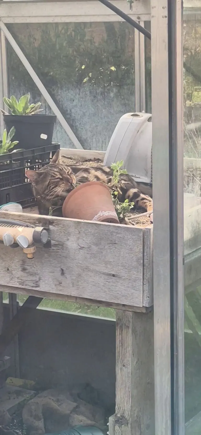 A cat broke into a greenhouse at work and found the Cat Nip