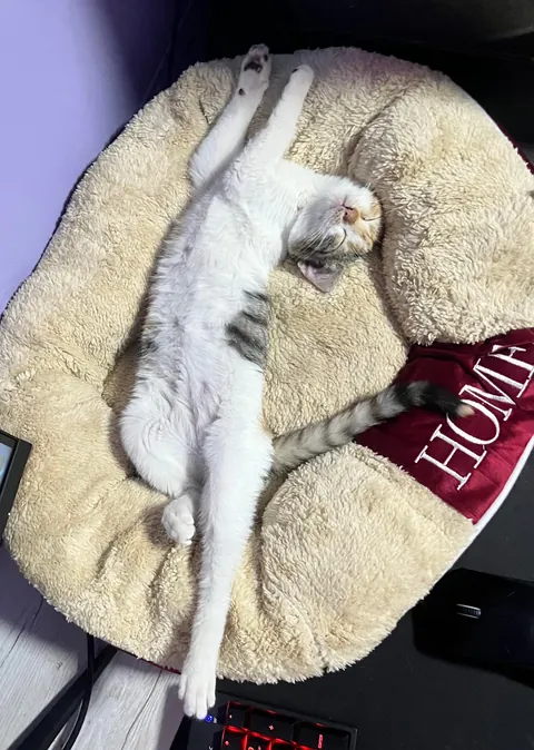 I lost my soul cat at just one year old, and I don’t know how to live with this pain