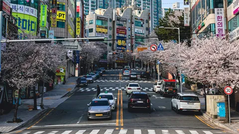Sakura Busan April'25: A dream with cherry blossoms