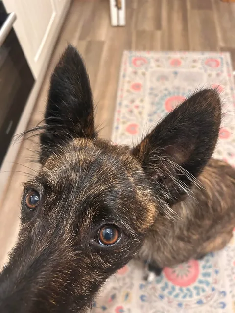 Gary’s ear tufts- why does he have them? I welcome both stupid and non-stupid answers