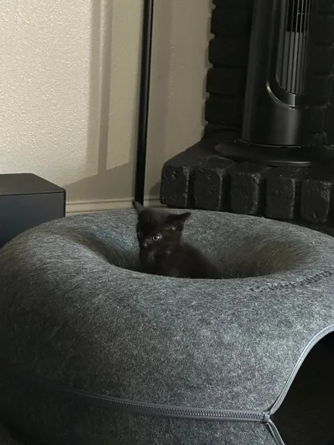 Here’s Ghost. The kitten I found a few days ago on Halloween!